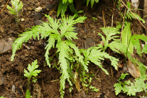 Selaginella umbrosa    